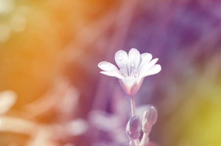 Lovely delicate background of spring flowers close-up. Natural background, greeting card.の写真素材