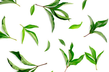 Top view of bright green peony leaves on a white background. Green leaf patternの写真素材