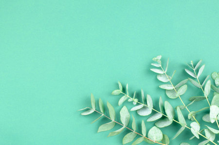 Eucalyptus twigs on a green background with a place for text or product advertising