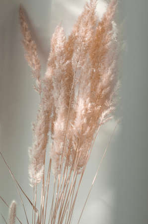 Twigs of pompous grass in the rays of the sun with selective focus.