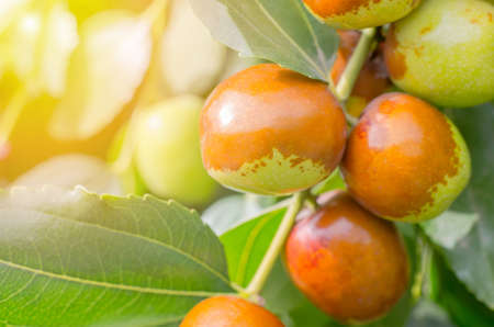 Ripe jojoba fruit on a tree branch close-up. Chinese date on a branchの写真素材
