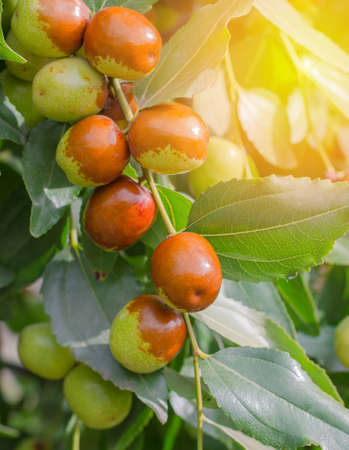 Ripe jojoba fruit on a tree branch close-up. Chinese date on a branchの写真素材