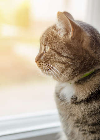 Portrait of a young striped cat looking out the window. Favorite petの写真素材