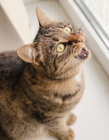 Portrait of a beautiful striped cat on the windowsill. The cat looks through the window at nature and meowsの写真素材