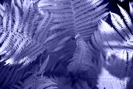 Photo with selective focus of a young fern shoot. Beautiful natural backgroundの写真素材