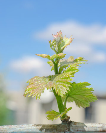 A young vine sprout. Growing grapes at home. gardening conceptの写真素材