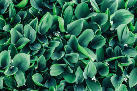 Background of lily of the valley leaves. Beautiful natural background of lily of the valley leavesの写真素材