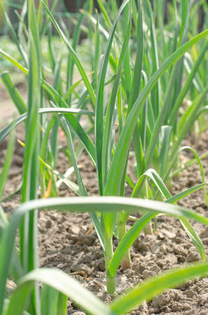 Young garlic grows in the garden. Growing garlic at home.