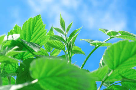 Young raspberry bush against a blue sky, bottom viewの写真素材