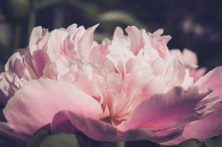 Beautiful pink peony flower close up. spring floral cardの写真素材