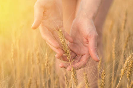 Close-up of ears of wheat in female hands in the rays of sunlight, selective focus. Wheat field, harvestの写真素材