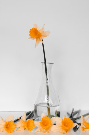 Yellow daffodils in transparent vases on a table on a white background. minimalism.の写真素材