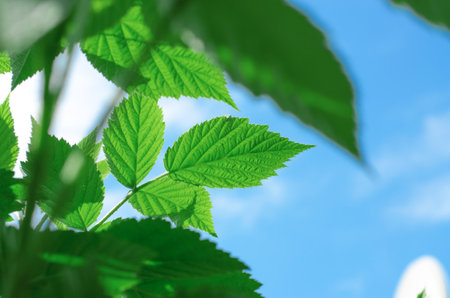 Young raspberry bush against a blue sky, bottom view