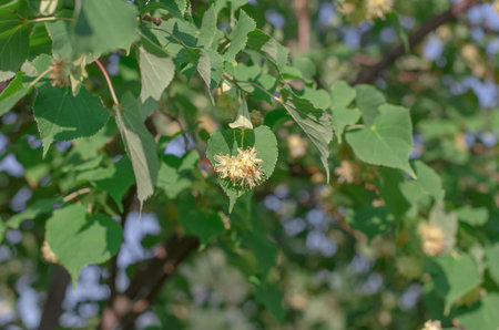 Blooming linden tree. Leaves and flowers of linden tree, selective focus