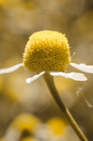 Macro photo of a chamomile flower. Chamomile bloom, close-upの写真素材