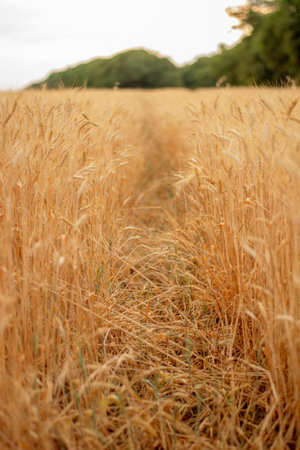 wheatfield. Ripe wheat, selective focus. Path through the fieldの写真素材
