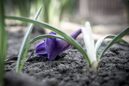 The broken flower of the crocus is lying on a black ground
