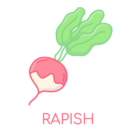 Rapish vegetable lcolored icons illustrationのイラスト素材