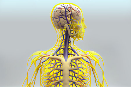 This image provides a detailed anatomical illustration of the human nervous system, mapping out the different regions and structures that make up this complex network of nerves and neurons. Realistic illustration created by Generative AIの素材