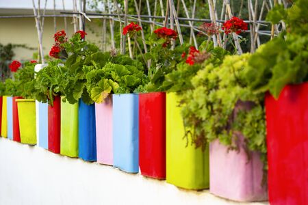 Flowers in colorful flower pots in the garden. Green and red flowers, blue, pink, flowerpot. Garden artの写真素材