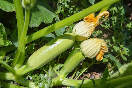 Leaves and fruit of zucchini in vegetable garden under sun light. Homegrown vegetables in kitchen garden or kailyardの写真素材