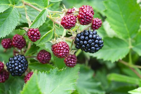 ripe and unripe blackberries on the bush with selective focus. Bunch of berries in the garden.