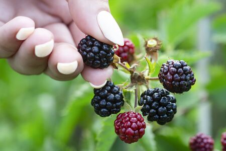 Female hand picking blackberries during main harvest season. Wild ripe and unripe blackberries grows...