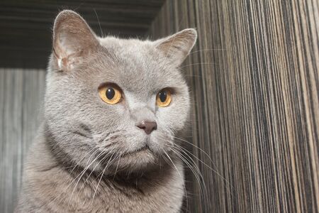 Thoroughbred and fluffy cat. Animal gray. He lives in the house.