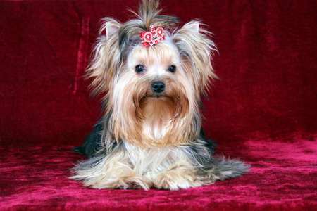 Small and pedigree dog hair on a red background.の写真素材