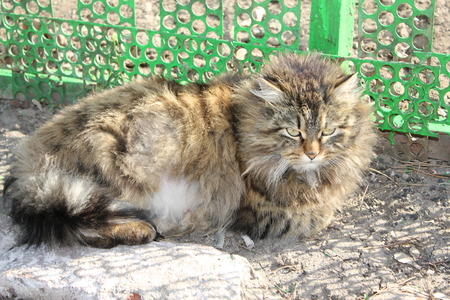 big catの写真素材