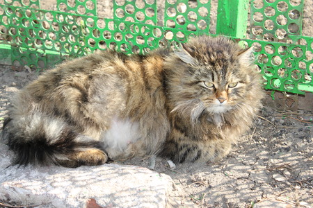 big catの写真素材