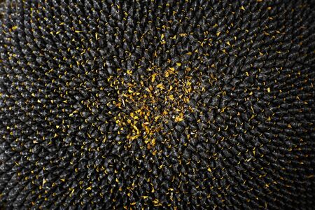 Core of of the flower, texture. Sunflower close-up. Seeds and oil. Flat lay, top view. Macroの写真素材