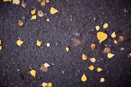 Yellow leaves on asphalt and puddles. . Background of dark blue pavementの写真素材