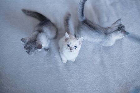 blue british kitten cats playing on gray backgroundの写真素材