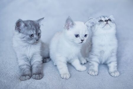 blue british kitten cats playing on gray backgroundの写真素材