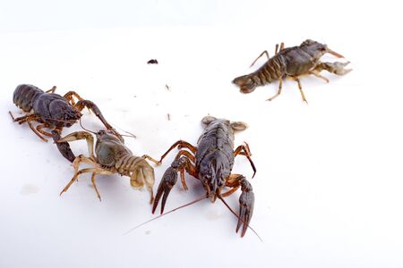 Crayfish, crawfish isolated on the white background.の写真素材