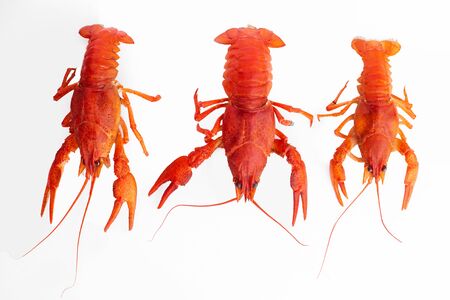 Boiled crawfish close-up. isolated on white backgroundの写真素材