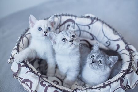 blue british kitten cats playing in the basket on gray backgroundの写真素材