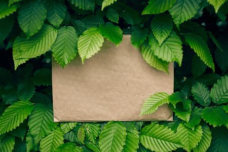 Tropical green leaf with water drop , creative paper card note layout concept .の写真素材