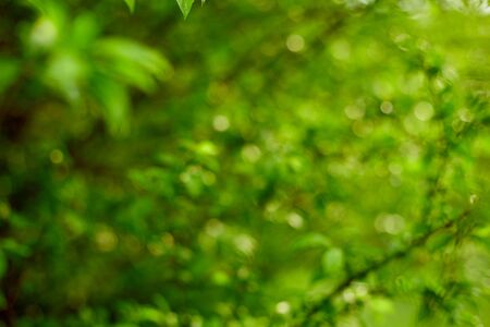 Beautiful nature, green background, round bokehの写真素材