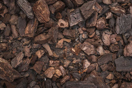 Bark tree texture frame used as backgroundの写真素材