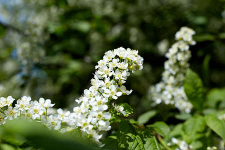 Black sambucus (Sambucus nigra) close-up photo of a elder flower in spring seasonの写真素材