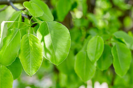 Green leaves border with copy spaceの写真素材