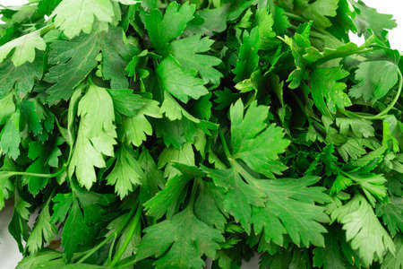 parsley bunch isolated on white backgroundの写真素材