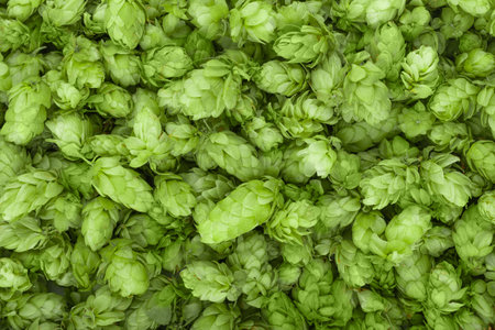 Green ripe hop cones for brewery and bakery background pattern.の写真素材