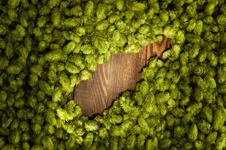 Green cones of hops on a rustic aged wooden table with copy space. Brewery concept background. Hop cones formed as a shape of beer bottle.の写真素材
