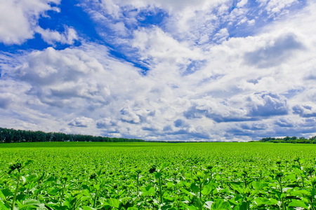 sunflower field on a background of blue sky with white cloudsの写真素材
