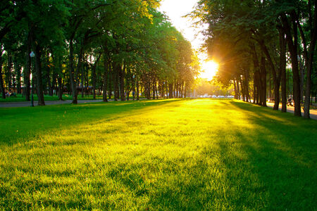 green grass on the lawn in the city park at sunsetの写真素材