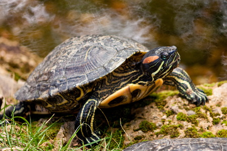 Turtle in closeup shot の写真素材