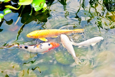 fish in waterの写真素材